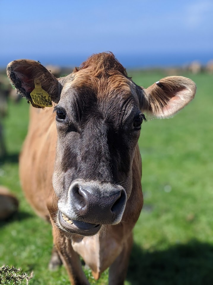 Cows grazing in winter
